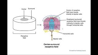 035 On Center Off Surround Ganglion Cells [upl. by Elodia]