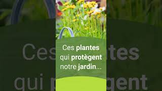 Tagète  plante utile au jardin 🌱 [upl. by Berlyn347]