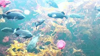 Tokyo Sea Life Park Japan 葛西臨海水族園 Kelp forest ケルプの森 [upl. by Hollie]