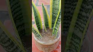 Snake Plant Propagation [upl. by Retse375]