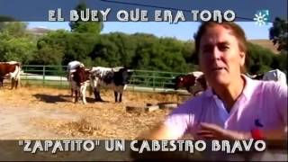 El Buey Que Era Toro Zapatito Un Cabestro Bravo [upl. by Hairu407]