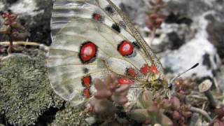 quotParnassius apollo victorialisquot Eine Diaschau von Karin und Wolfgang Schmökel [upl. by Fe269]