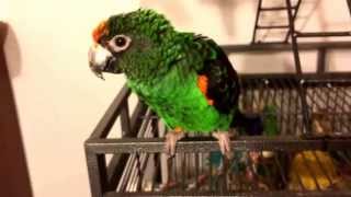 My Lesser Jardines Parrot at 25 years old [upl. by Lyckman]