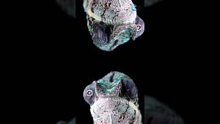 Fascinating Facts About Chameleons Eyes amp Color Changing Magic amazinganimals [upl. by Hiasi]