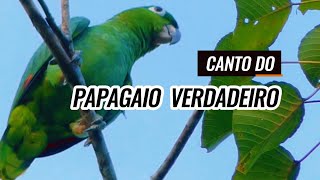 CANTO DO PAPAGAIO VERDADEIRO NA NATUREZA [upl. by Yelkcub]