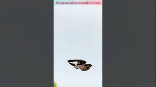 Peregrine falcon towards hunting fyp [upl. by Ephrem]