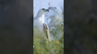 stunning Whitebellied sea eagle 🌊🤍😯 birds wildlife eagle eaglelife nature photography [upl. by Ellerd521]