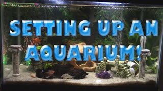 HOW TO SET UP A FRESH WATER AQUARIUM 101 Everything you need to know Pet Adventures [upl. by Augustus]