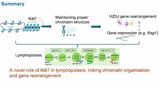 Ki67 deficiency impedes chromatin accessibility and BCR gene rearrangement [upl. by Monteith663]