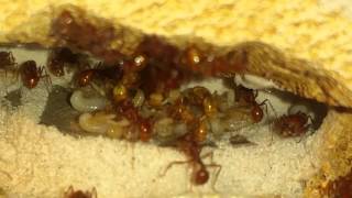 Caring for Pogonomyrmex occidentalis [upl. by Eilsek]