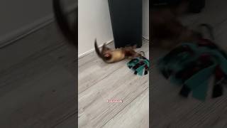 quotC’est puérile on dirait des puéricultricesquot 😂😂🫶🏻 furet furets ferret ferrets funnyvideos [upl. by Annam]