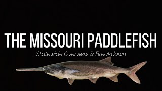 MISSOURI PADDLEFISH  OVERVIEW amp BREAKDOWN [upl. by Nebe]