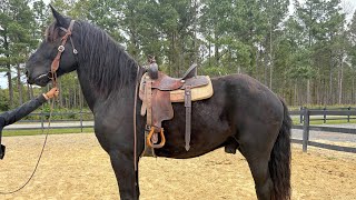 Percheron riding [upl. by Tristas]