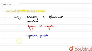 A network of hyphae is called mycelium  7  KINGDOM CLASSIFICATION I  BIOLOGY  ICSE  Doubt [upl. by Louis]