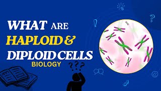 What are Haploid and Diploid Cells [upl. by Xylina]