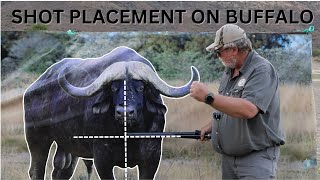 Shot placement on Buffalo [upl. by Alistair]