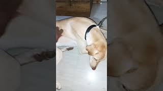 Mariya Mariya funny funnydogi ytviral dogii fun masti petlover shorts [upl. by Airitac]