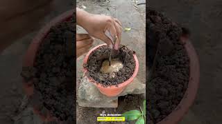 How To Make A Mango Tree Produce Grapes And Mangoes Togethershorts setisfying viralvideo [upl. by Deyes]