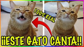 El GATO que CANTA si EXISTE 100 REAL y VIRAL  SiamCatChannel [upl. by Aniger]