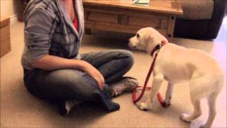 How To Teach Your Dog To Not Bite The Leash [upl. by Gram822]