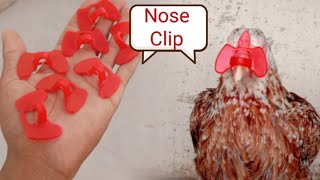 We put our chicken on nose clip [upl. by Otilrac]