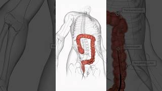 Colonoscope Exploration  Modern Medicine [upl. by Nahguav217]