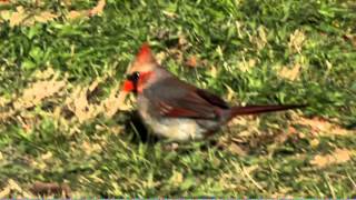 Northern Cardinal  bilateral gynandromorphism [upl. by Assilla]