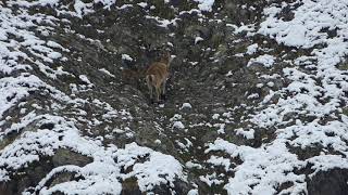 Un cabri bouquetin de quelques jours en vallée de cauterets [upl. by Spracklen]