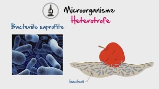 Biologie  Microorganisme  WinSchool [upl. by Sirob]