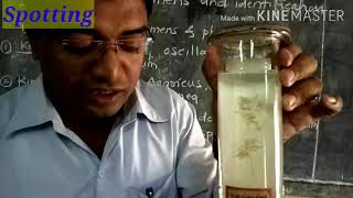 Std XI Science Biology Practical Spotting  Oscillatoria Agaricus Sargassum Funaria Cycas by GBA [upl. by Estella]