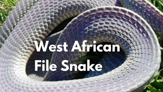 African File Snake Mehelya crossi [upl. by Lyndy254]