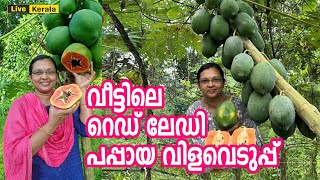 റെഡ് ലേഡി പപ്പായ കൃഷി  red lady papaya farming in Malayalam [upl. by Nho]