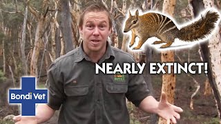 Experiencing The RARE NUMBAT Mammal  Full Episode  Wildlife of Tim Faulkner [upl. by Redmund]