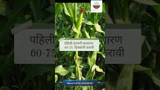 C आफ्रिकन उंच मका  10 ते 12 फूट उंच चारा  African Tall Maize farmguru agriculture [upl. by Mikeb]