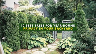 10 Best Trees for YearRound Privacy in Your Backyard🌲🏠🌳 [upl. by Arutak]