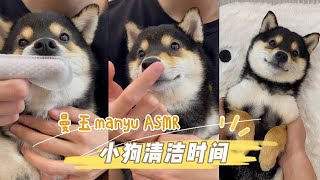 【ASMR】曼玉Manyu清洁时间40  沉浸式小狗全身Spa（带好耳机）柴犬 多巴胺 豆柴 抖音 柴犬可愛い [upl. by Jerrold]