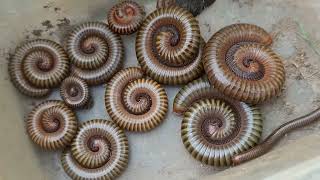 Why Are Millipedes Closeup Very Easy [upl. by Annoya]