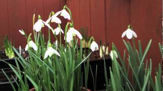 Galanthus nivalis timelapse [upl. by Isleen]