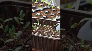 How to Make a Homemade Seed Propagator Easy [upl. by Atnamas]