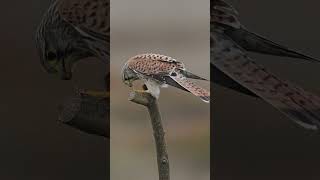 Eurasian Kestrel Hovering amp Prey shortvideo animals kestrel shorts [upl. by Brockwell639]