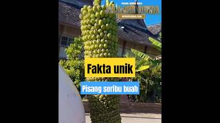 Buah pisang viral shortvideo shortsviral shorts faktaunik [upl. by Lizbeth532]