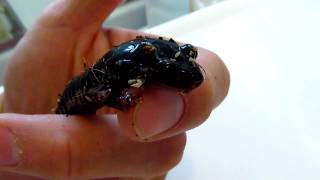 3 Handed Salamander [upl. by Anaes]