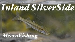 Inland Silverside MicroFishing in Florida [upl. by Zerat]