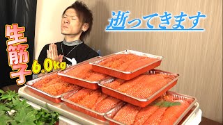 【生筋子】値段高騰？関係ないねぇ！！いくらでも買うさ！！※５合飯だけのプチドカ食い [upl. by Emeline139]