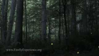 Synchronous Fireflies  Photinus carolinus  REALTIME VIDEO EXTREME LOW LIGHT [upl. by Tamera]