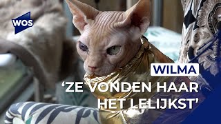 Naaktkat Wilma schittert in Belgische serie Nonkels [upl. by Odnomar]