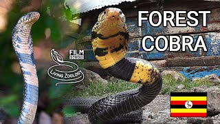 Deadly venomous Forest cobra Naja subfulva snake island in Uganda longest true cobra worldwide [upl. by Lorain]