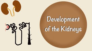 Development of the Kidneys  Renal Embryology  Development of the Urinary System  Embryology [upl. by Atiuqin]