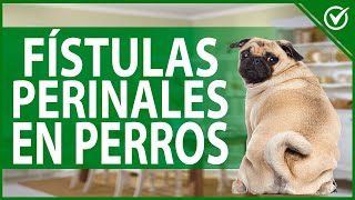 🐶 Fístulas Perianales en Perros Cómo Limpiarlas Síntomas y Tratamiento para Curarlo 🐶 [upl. by Ayad445]