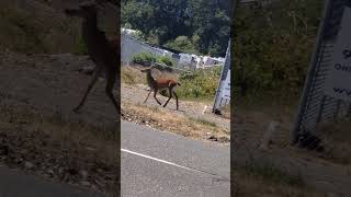 VancouverIsland sweet deer [upl. by Magocsi]